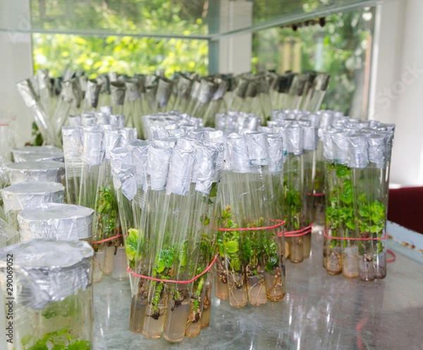 Obraz kiełki winogron in vitro