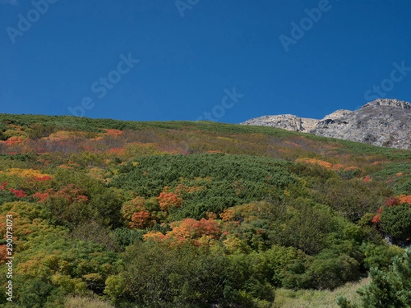 Fototapeta 紅葉の山