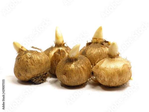 Obraz żarówki krokusów