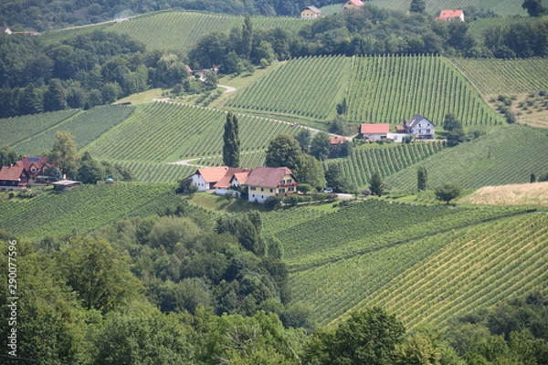 Obraz Weinbaugebiet Südsteiermark