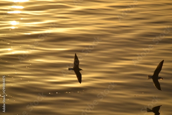 Obraz bird in flight