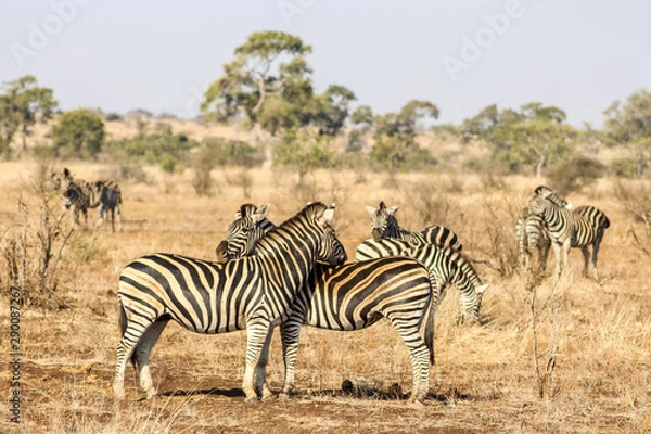 Obraz Zebra in South Africa Savannah