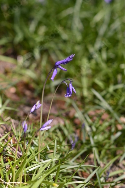 Obraz Bluebell S1.VI