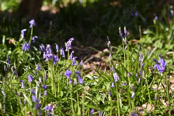 Obraz Bluebell S1.III