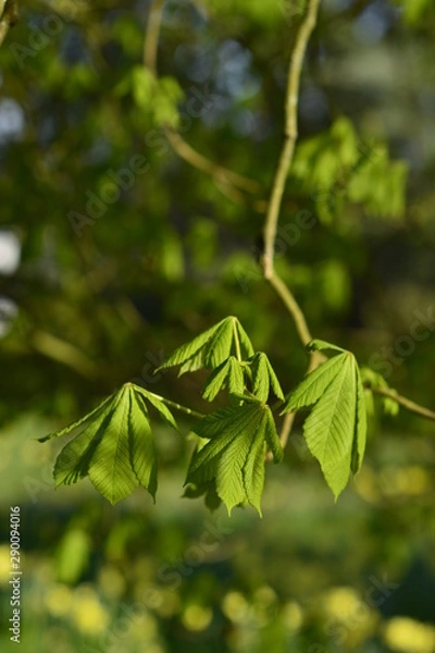 Fototapeta Leaves I