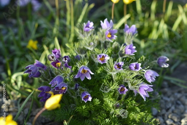 Fototapeta Daffodils of Emmetts Garden II