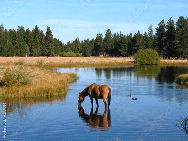 Obraz refreshing drink