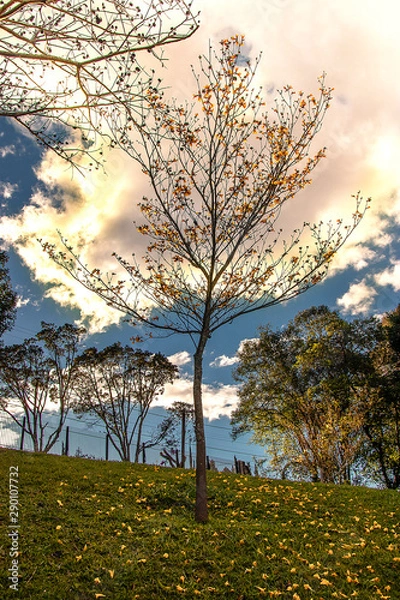 Obraz Arvore de nuvem