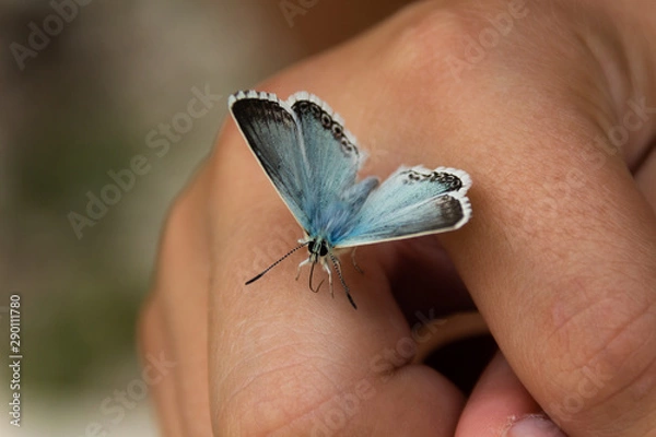 Obraz Butterfly Hand