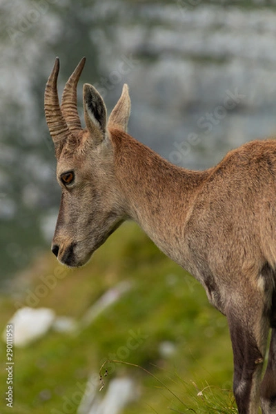 Obraz Mountain Goat 5