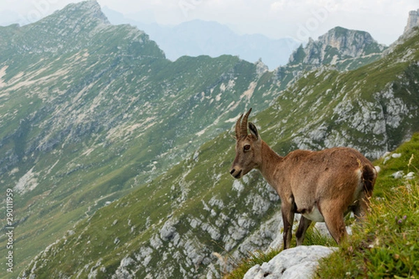 Obraz Mountain Goat 4