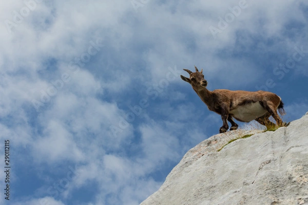 Obraz Mountain Goat 