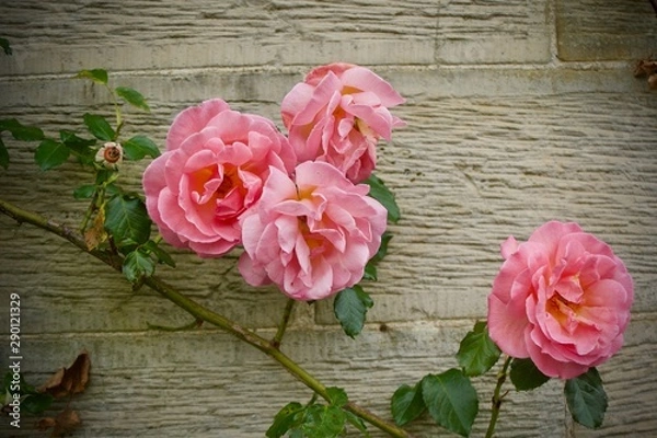 Obraz Pink roses against stone wall