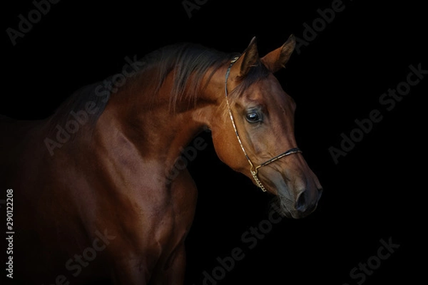 Obraz Portrait of a beautiful chestnut arabian horse isolated on black background