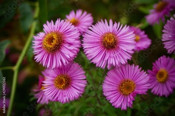 Obraz Soft pink flowers