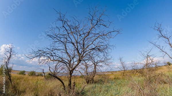 Fototapeta Dead tree in the field sunny day