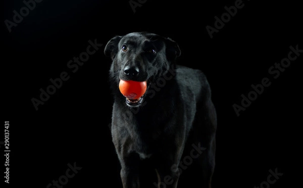 Fototapeta A dog without a breed in the Studio black on a black background, goes with the ball in his teeth. Black on black
