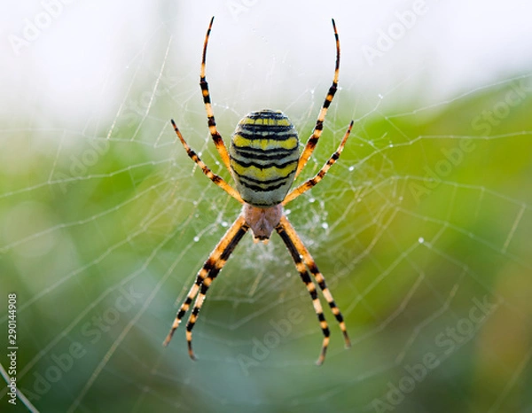 Obraz wasp spider