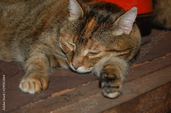 Obraz as a sleeping cat