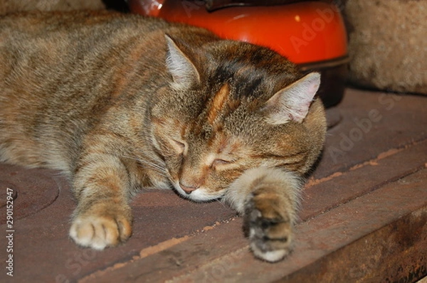 Obraz as a sleeping cat