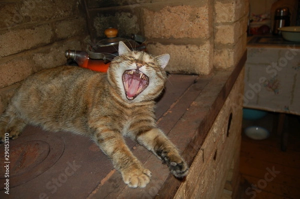 Obraz as a sleeping cat