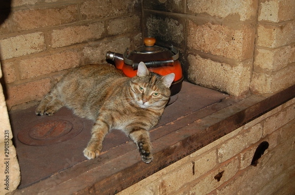 Obraz as a sleeping cat