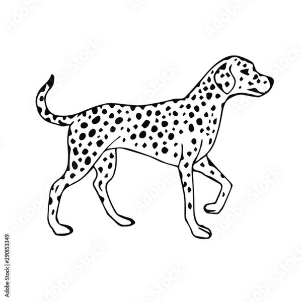 Fototapeta Vector hand drawn sketch Dalmatian dog isolated on white background