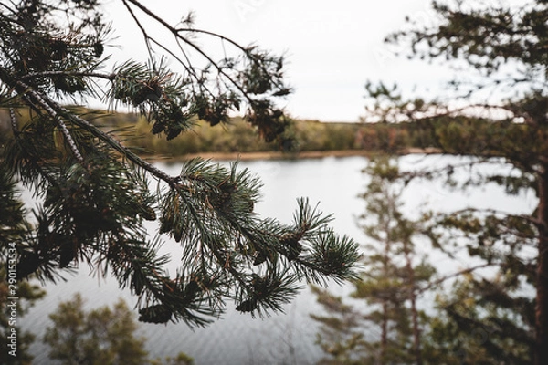 Obraz Sweden wilderness