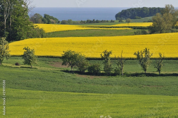 Obraz Fields and groves close to Baltic Sea