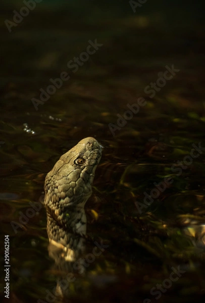 Obraz Balkan Water Snake