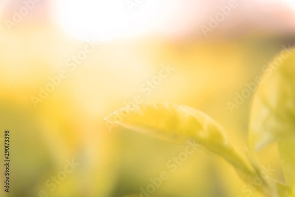 Fototapeta Leaves Autumn on the sunlight and blurred orange fall background