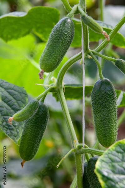 Fototapeta Growing Cucumbers