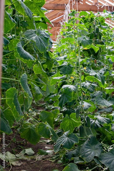 Fototapeta Growing Cucumbers