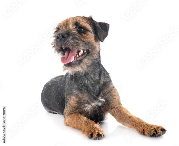 Fototapeta young border terrier