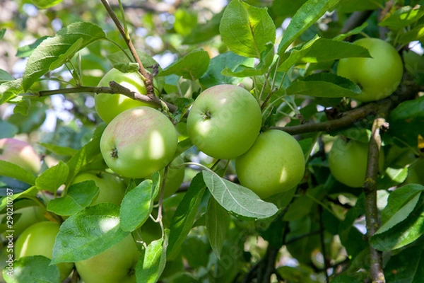 Fototapeta Shiny delicious green apples on a branch ready to be harvested in an apple orchard..