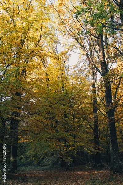 Fototapeta Autumn woods. Beautiful yellow and green trees in sunny warm forest. Autumnal background. Oak and hornbeam golden trees. Hello fall. Tranquil moment
