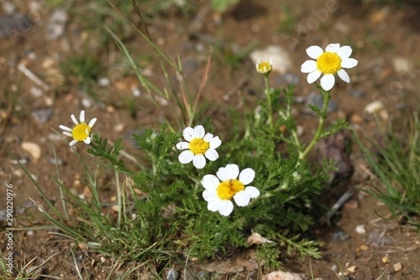 Obraz Wild daisies