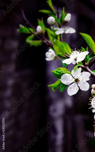 Obraz Summer Flowers