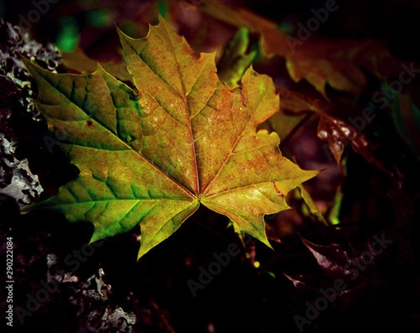 Fototapeta Forest Leaves