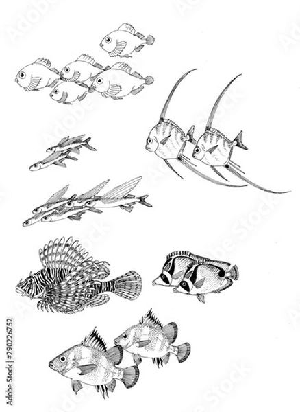 Fototapeta 水族館のさかなたち