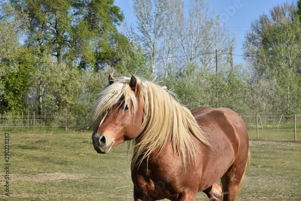 Fototapeta Cheval brun de près