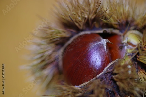 Fototapeta 毬栗　秋の味覚