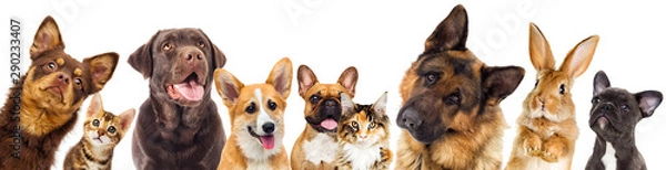 Obraz zestaw zwierząt na białym tle