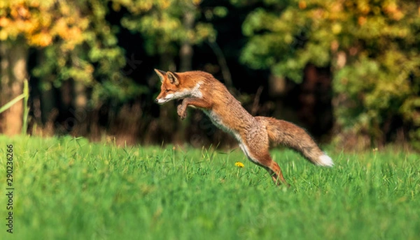 Fototapeta beautiful red fox in forest meadow hunting mice, autumnal forest in the background