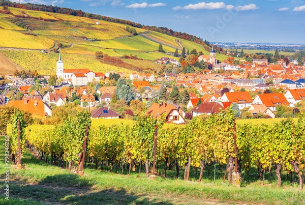 Fototapeta Landscape with autumn vineyards in region Alsace, France and a view of village Barr.