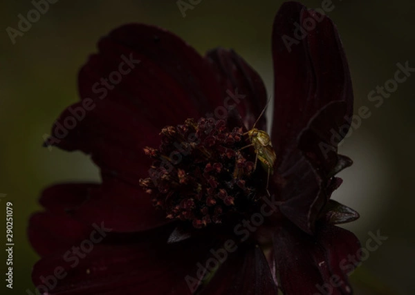 Fototapeta Lygus species mirid yg