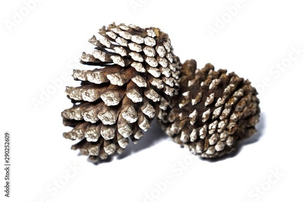 Fototapeta Pine cones on a white background. 
