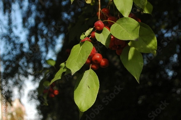 Obraz apples on Apple tree