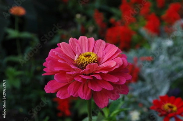 Obraz pink flower