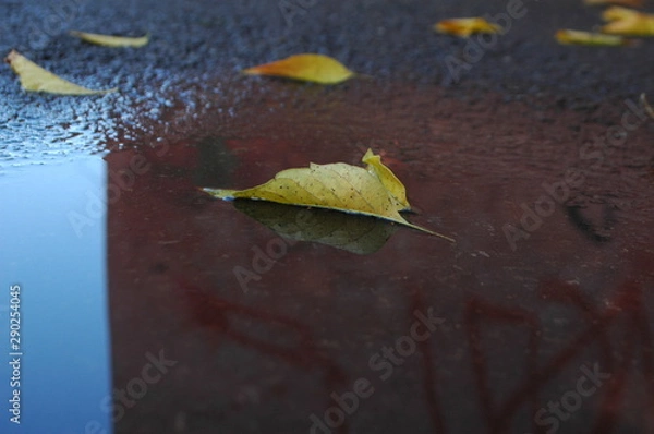 Obraz autumn leaf in a puddle